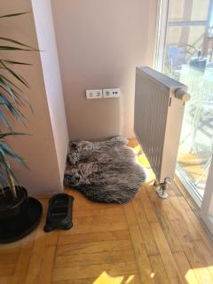 Apartman *Joy* - Osijek - 5