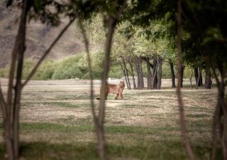 Explora en Parque Nacional Patagonia - 6