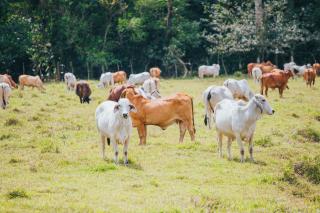 Tilajari Hotel Resort - 1