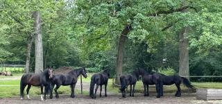 de Swaenhoeve - 8