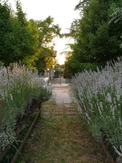 Falco Bianco - San Daniele del Friuli - 9