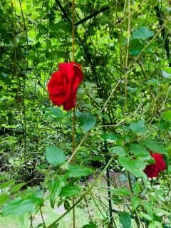 Das Krimihaus Ostfriesland - 1