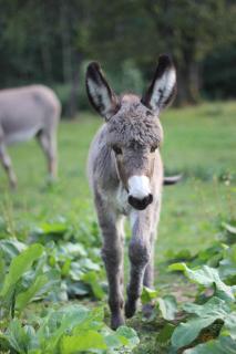 Gîte Les Ebeteux - 3
