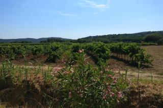 LES VIGNES ET LA PINEDE PRES DE LA PLAGE - Saint-Tropez - 7