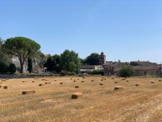 Fleurs de Provence - 4