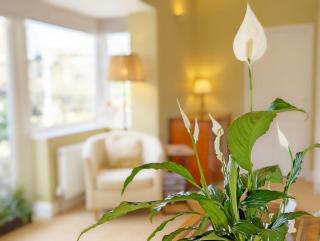 Palm Tree Cottage - 5