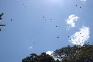 La Sirenita - Ometepe - Altagracia - 2