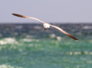 Mainsail 278 - Destin - 3