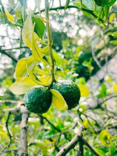 Achayans Homestay Mararikulam - Mararikulam - 4