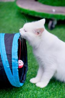 iGo Glamz 爱狗露营 Pet Friendly Glamping - Resorts World Genting - 8