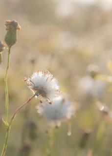 Hotel Beukenhorst - 1