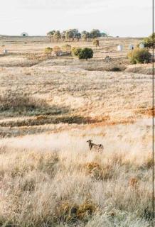 The Oaks Country Getaway - Canowindra - 9