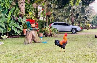 FINCA HOTEL EL LAUREL - Parque del Café - 9