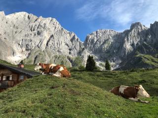 Bio Schartenalm - Mühlbach am Hochkönig - 2