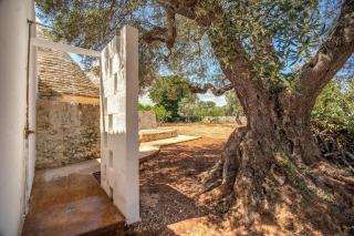 Trulli cicale e olive - Ceglie Messapica - 1