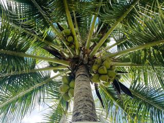 Plumeria Hébergement Tiare - 9