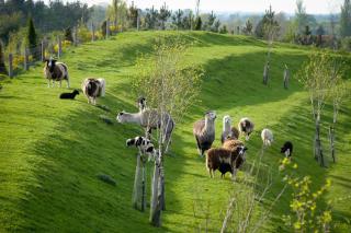 Clanard Court Hotel - 6