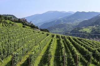 RÖCK Weingut - winery - Villandro - 6
