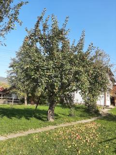 Rivr House Bucovina - Câmpulung Moldovenesc - 5