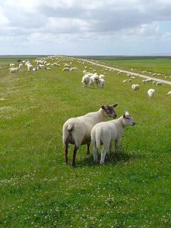 Erholung auf der Deichschäferei mit Deichblick - Wangerland - 6