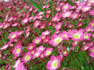 Schwalbennest St. Andreasberg - 8