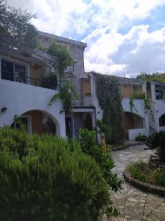 Olive trees - Budva - 6
