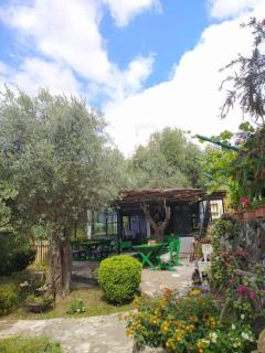 Olive trees - Budva - 5