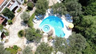 Olive trees - 4