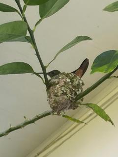 Villa frente al mar Caribe con piscina - Guanche - 1