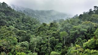 Bosque Colibrí - Cali - 6