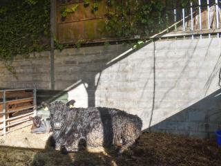 Bondcroft Farm Cottage - Embsay - 6