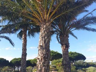 Charmant T2 à Bormes-les-Mimosas, proche plage et commerces, parking inclus, animaux acceptés - FR-1-610-82 - 4