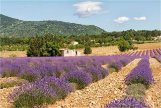 Hotel D'Albion - Sault-de-Vaucluse - 2