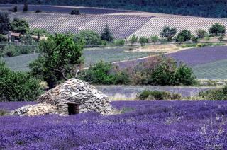 Hotel D'Albion - Sault-de-Vaucluse - 3
