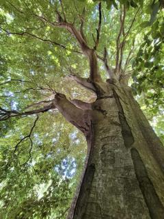 Tente Tipi en pleine forêt - Burzet - 6