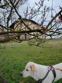 B&B Naturin - Cascina Colombaro - Lauriano - 1