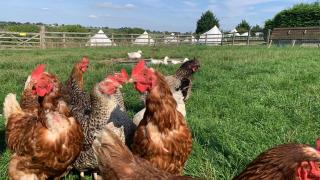 Home Farm Radnage Glamping Bell Tent 6, with Log Burner and Fire Pit - High Wycombe - 1