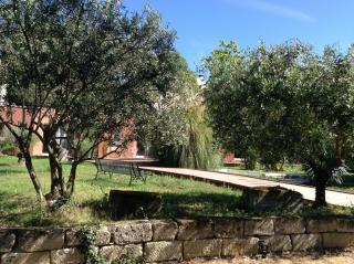 De la suite dans les oliviers - Gallargues-le-Montueux - 0