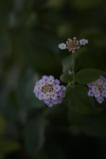 Alonissos Beach Bungalows And Suites Hotel - 8