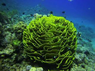 Arab Divers Dive Center and Bed & Breakfast - Aqaba - 4