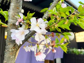 Rinn Kamiebisu - Kyōto - 1