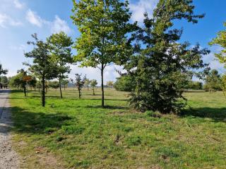 Heringsdorf - Möwe - 8