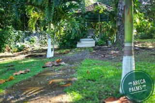 Areca Palms - Port Antonio - 7