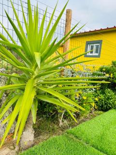 Quinta do Pica-Pau Amarelo - Grândola - 1
