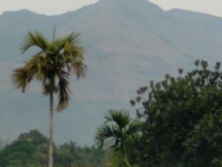 Homely Homestay - Kalpetta - 8