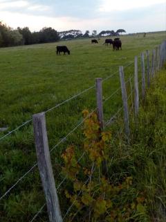 appartement Aigues-Mortes - 1