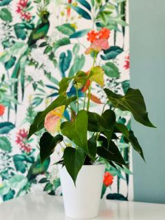 Le jardin secret - Jardin/Loire - Tours - 4