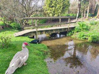 Pleasant streams Barn - St Austell - 4