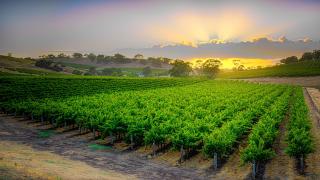 Triple Creek Guest House - Barossa Region - Seppeltsfield - 6