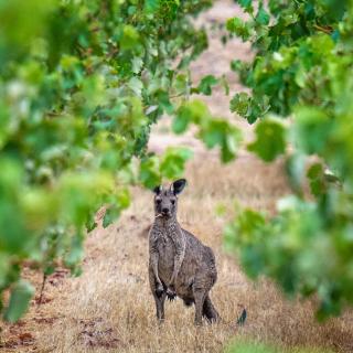 Triple Creek Guest House - Barossa Region - Seppeltsfield - 3